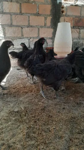 Pintos Gigante Negro de Jersey