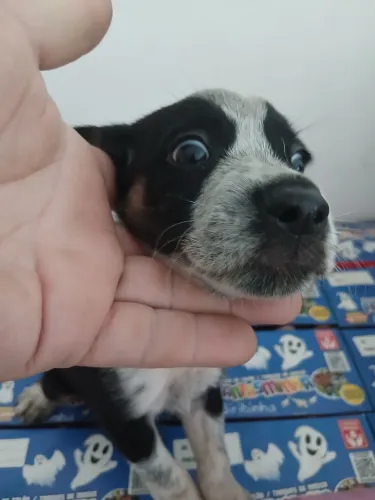 Doação de filhotes de poodle com caramelo lindos