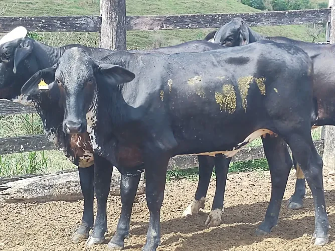 Vendo NovilhasFIV filhas de Montross e Mainstage prenhas deinseminação 13mil *203