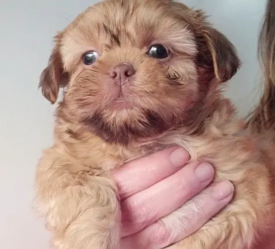 Filhotes de Shih Tzu | Mais amor na sua rotina