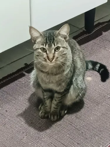 Doa-se gata e gato