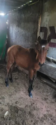 Potra mangalarga mineira