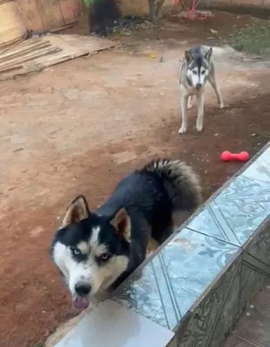 Filhotes De Husky Siberiano