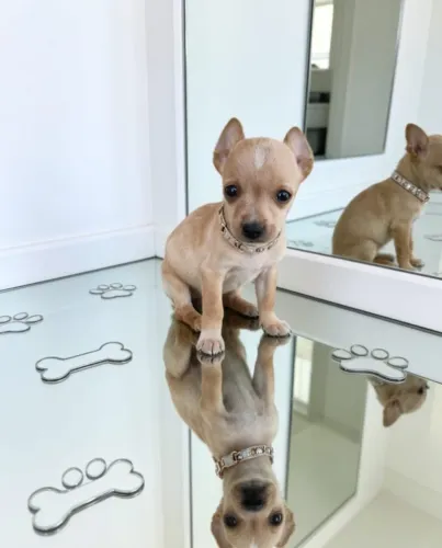 Filhotinhos de Pinscher Para Quem Ama Pets Pequenos
