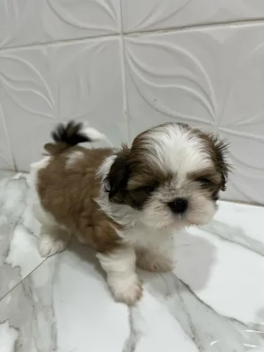 Shihtzu Mini Filhotes Tranquilos Característicos.