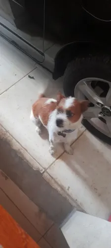 Estou doando um cão ?