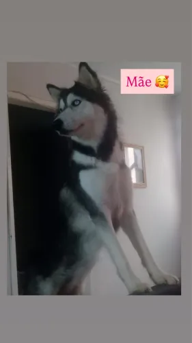 Filhote da raça husky siberiano