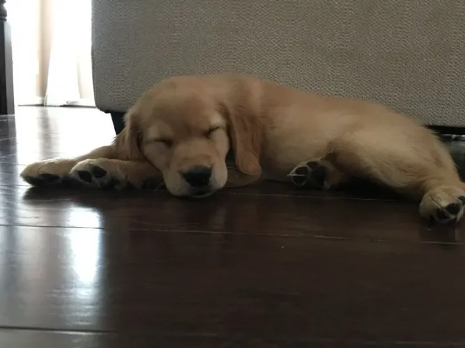 Golden adorável