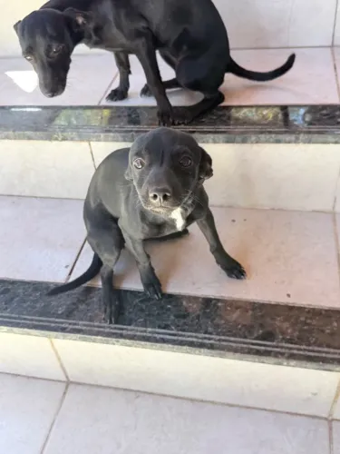 Doação de cachorra fêmea porte pequeno 
