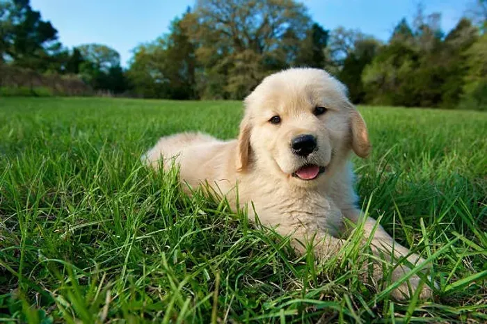 Filhote de Golden Retriever O Companheiro Que Faz Seu Lar Ficar Completo