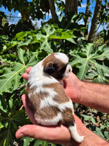 SHIH TZU - FILHOTES DISPONÍVEIS
