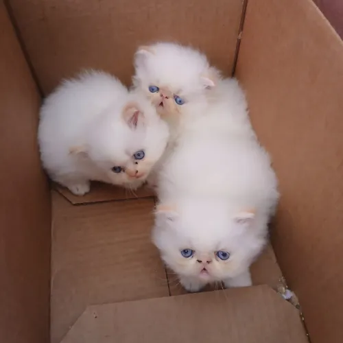 Filhotes Persas Disponíveis.