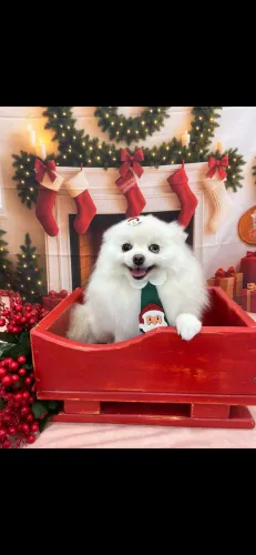 Cachorro spitz alemão