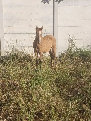 Cavalo