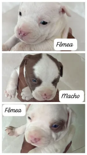 Vendo filhotes de pit Monster puro ótimo linhagem e procedência pais com pedigree 
