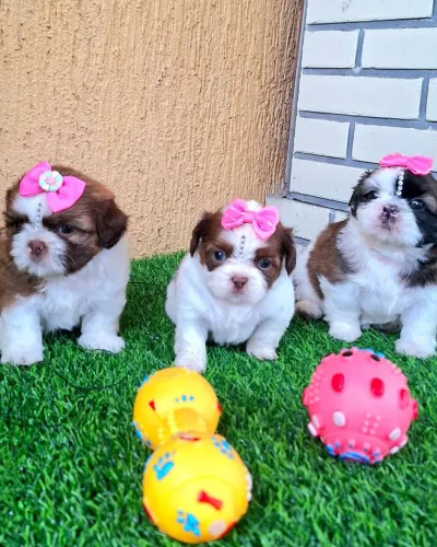 Shitzu Mini Fêmeas e Machos Disponíveis