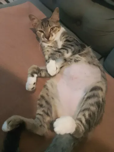 GATA CASTRADA PARA DOAÇÃO