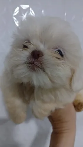 Shih tzu fêmea