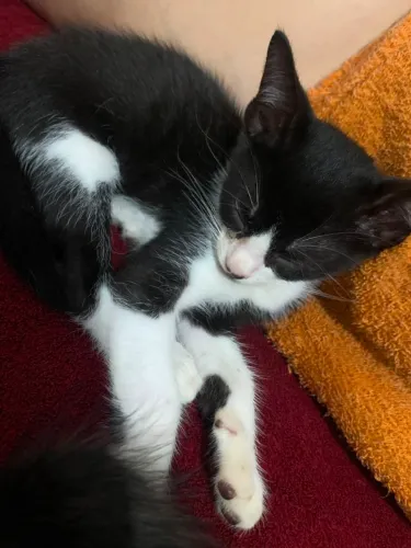 3 lindos gatinhos para adoção