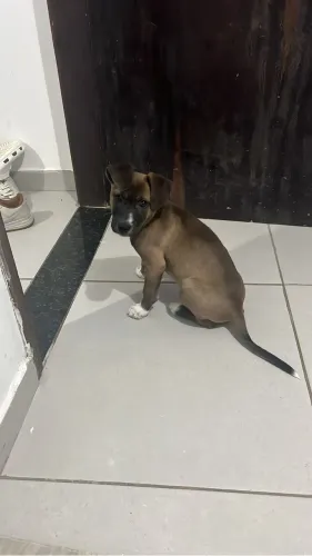 Doa se cachorra 