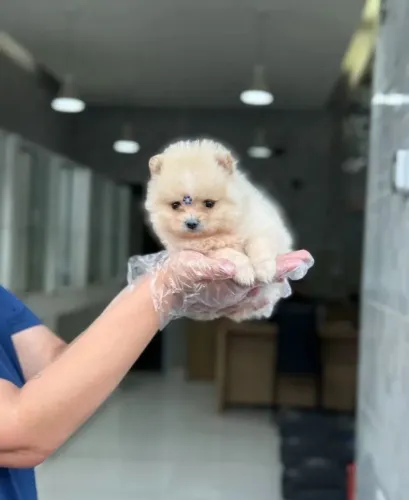 Filhote Lulu da pomerania com pedigree 