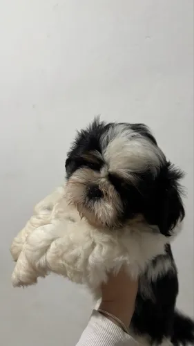 Shitzu macho