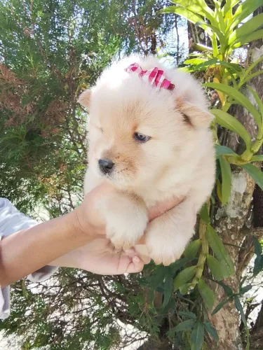 Baixei o valor CHOW CHOW fêmea 