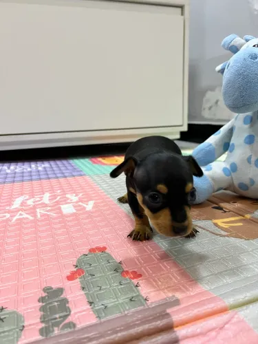 Filhote de Pinscher