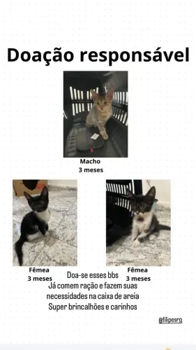 Doação de gatos/ doação responsável 
