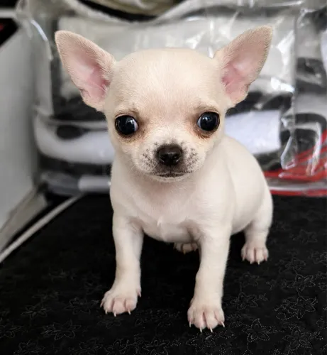 Chihuahua cabecinha de maçã