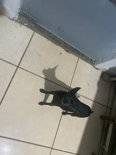 Pinsher fêmea doação tem 5 anos