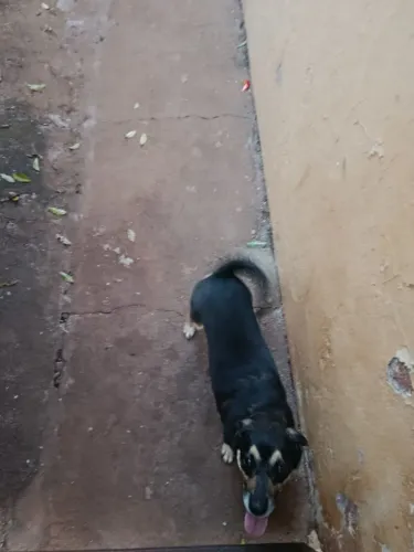 Cachorro para adoção