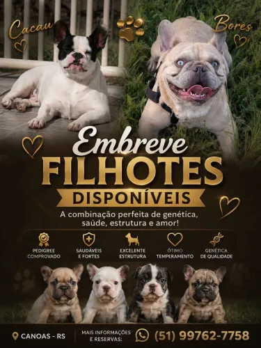 CRUZA BULDOG francês lilac Merle 