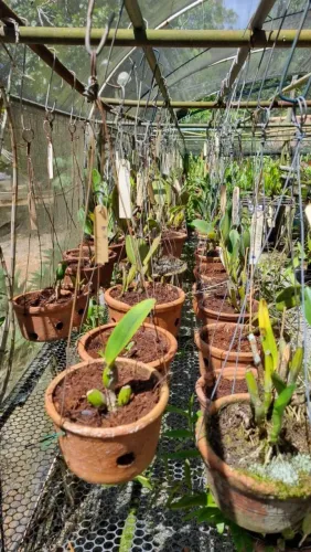 Orquidário com mais de 300 orquídeas!!!!