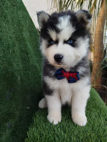 Husky Siberiano filhote