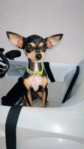Pinscher 1