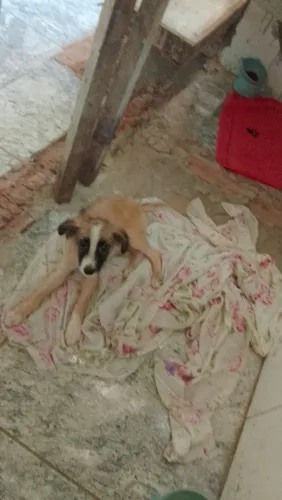 Filhote de cachorro para doação