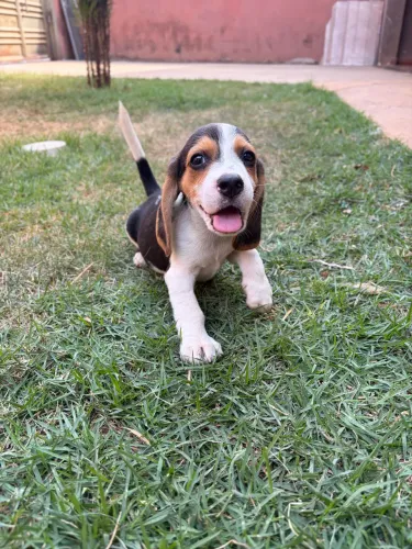 Filhote de beagle macho
