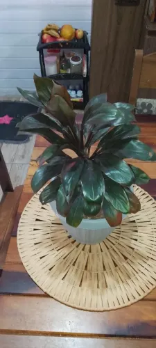 Vaso de flor Dracena Chocolate Baby Roxa
