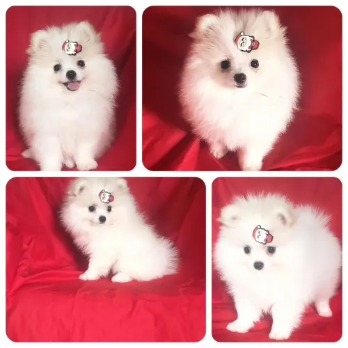 2.400 Vendo um belíssimo Macho de lulu da Pomerânia