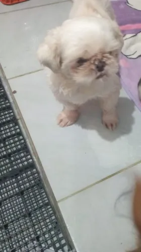Shih-tzu adulto 