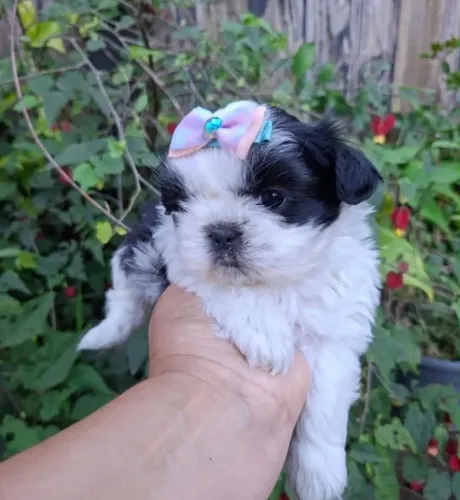 Filhotinho shihtzu fêmea