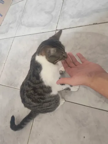 Gata fêmea para doação 