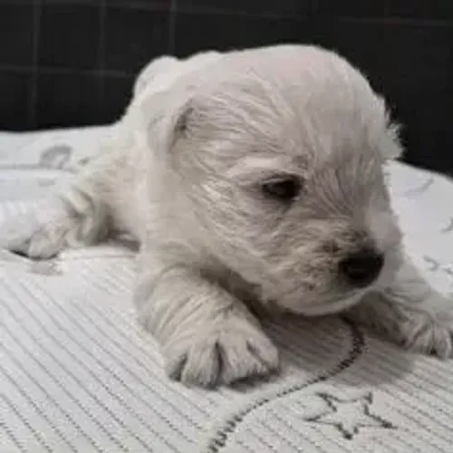 West Terrier Filhotes Muito Lindos