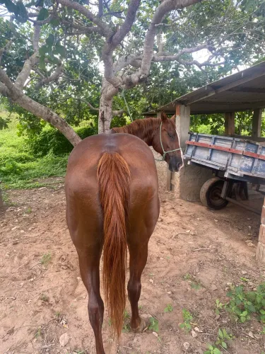 Égua de esteira. Pra vender e trocar