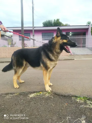 Vendo cachorro pastor alemão 