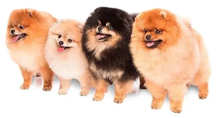 Spitz alemão 