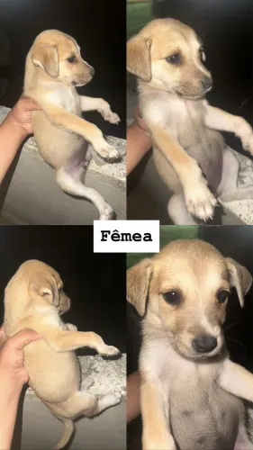 Filhotes para doação 