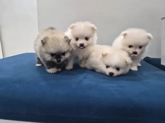 LULU DA POMERÂNIA - SPITZ ALEMÃO