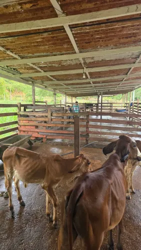 Fazenda na Br 174, km 23 + 5 ramal R$ 400mil com gado leiteiro